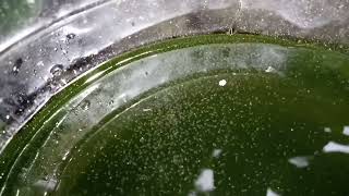 DAPHNIA MOINA CULTURE IN A SMALL BUCKET [upl. by Artim972]