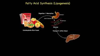 Fatty Acid Synthesis Lipogenesis [upl. by Masuh804]