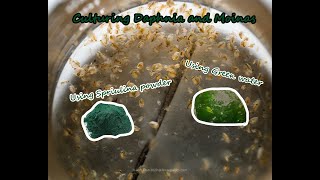 How To Culture Daphnia and Moinas using Green Water Spirulina powder [upl. by Terrance]