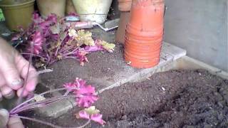 Propagating Heucheras from old plants [upl. by Noiemad]