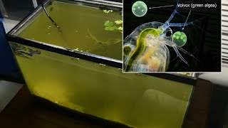 Raising Daphnia for the Freshwater Aquarium [upl. by Orsay]