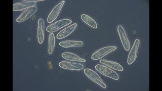 Paramecium caudatum [upl. by Jeu]