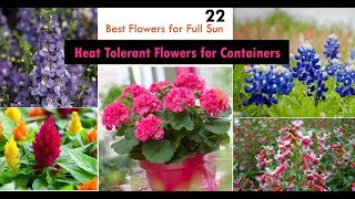 22 Best Heat Tolerant Flowers for Full Sun [upl. by Htiekel]