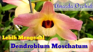 Mengenal Dendrobium Moscatum [upl. by Johnsson]