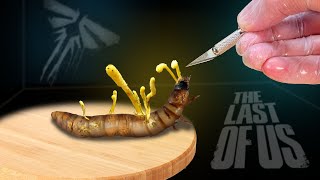 CORDYCEPS ONE MONTH LATER AUTOPSY OF A FUNGUS INFECTED LARVA FROM The Last of Us Part 4 [upl. by Llenna655]