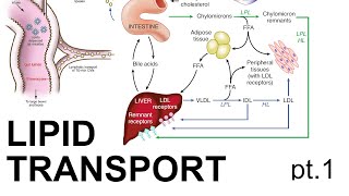 Lipid Transport pt 1 [upl. by Retsbew998]