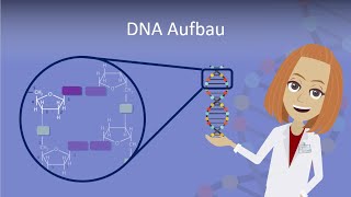 DNA Aufbau leicht erklärt [upl. by Bettye974]