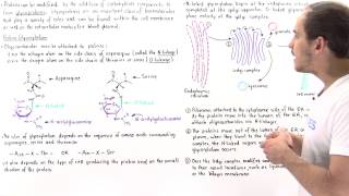 Glycosylation and Glycoproteins [upl. by Gerbold]