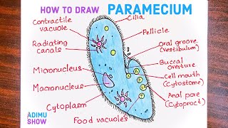 How To Draw Paramecium Diagram [upl. by Annoyik]