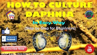 HOW TO CULTURE DAPHNIA In Easy Way [upl. by Holbrook247]