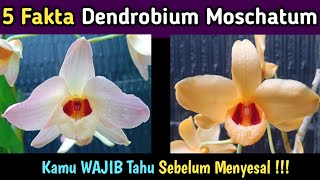 5 Fakta Menarik DENDROBIUM MOSCHATUM [upl. by Kravits]