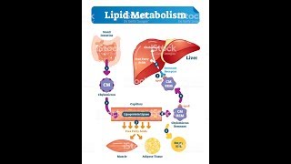 LIPID METABOLISM Biochemistry Session 1Lipid Digestion [upl. by Ellezaj591]