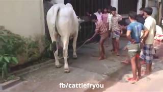 Video de VACAS graciosas Videos of funny COWS [upl. by Annam672]